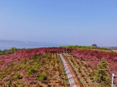 野棠开未落，山樱发欲然