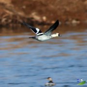 雁形目——班头秋沙鸭【陆浑湿地鸟类集】